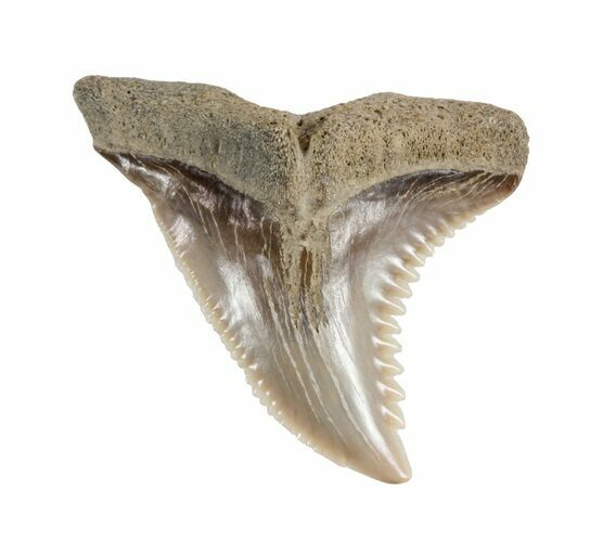 Hemipristis Shark Tooth Fossil - Virginia #61602